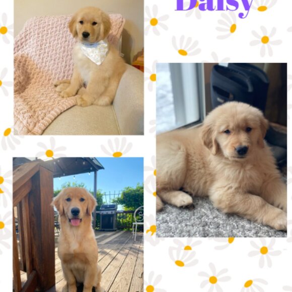 Live show flyer - Picture 4 of 5